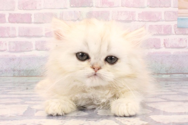 大阪府のペルシャ (Coo&RIKU梅田店/2025年10月9日生まれ/男の子/チンチラシルバー)の子猫の1枚目の画像