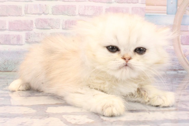 大阪府のペルシャ (Coo&RIKU梅田店/2025年10月9日生まれ/男の子/チンチラシルバー)の子猫の2枚目の画像