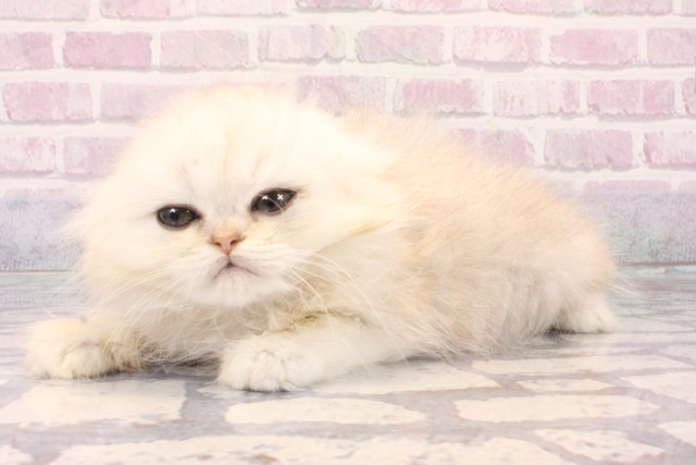 大阪府のペルシャ (Coo&RIKU梅田店/2025年10月9日生まれ/男の子/チンチラシルバー)の子猫の3枚目の画像