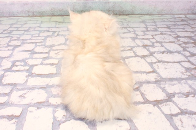 大阪府のペルシャ (Coo&RIKU梅田店/2025年10月9日生まれ/男の子/チンチラシルバー)の子猫の4枚目の画像