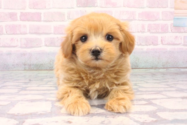 京都府のマルプー(マルチーズ×プードル) (Coo&RIKU京都店/2025年10月18日生まれ/男の子/クリーム)の子犬の1枚目の画像