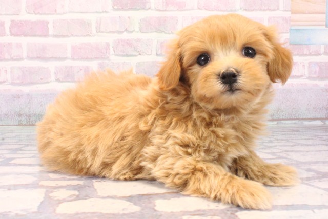 京都府のマルプー(マルチーズ×プードル) (Coo&RIKU京都店/2025年10月18日生まれ/男の子/クリーム)の子犬の2枚目の画像