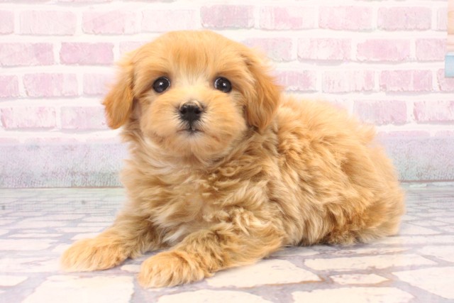 京都府のマルプー(マルチーズ×プードル) (Coo&RIKU京都店/2025年10月18日生まれ/男の子/クリーム)の子犬の3枚目の画像