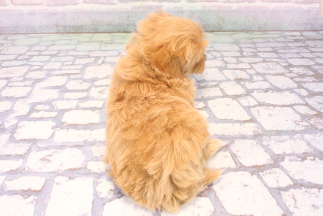 京都府のマルプー(マルチーズ×プードル) (Coo&RIKU京都店/2025年10月18日生まれ/男の子/クリーム)の子犬の4枚目の画像