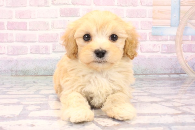 和歌山県のハーフ犬・ミックス犬 (Coo&RIKU和歌山店/2025年10月18日生まれ/男の子/クリーム)の子犬の1枚目の画像