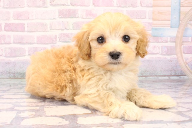 和歌山県のハーフ犬・ミックス犬 (Coo&RIKU和歌山店/2025年10月18日生まれ/男の子/クリーム)の子犬の2枚目の画像