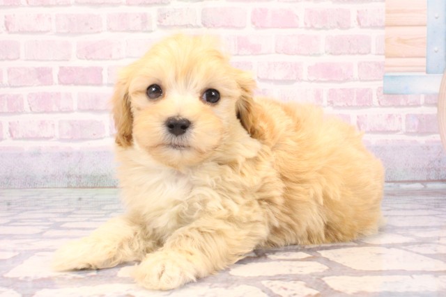 和歌山県のハーフ犬・ミックス犬 (Coo&RIKU和歌山店/2025年10月18日生まれ/男の子/クリーム)の子犬の3枚目の画像