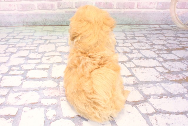 和歌山県のハーフ犬・ミックス犬 (Coo&RIKU和歌山店/2025年10月18日生まれ/男の子/クリーム)の子犬の4枚目の画像