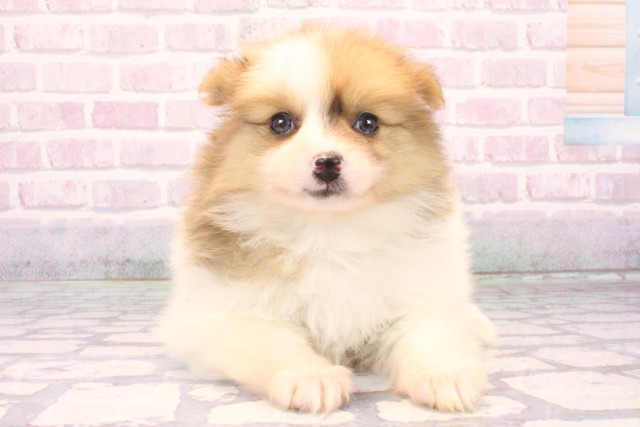 兵庫県のポメラニアン (Coo&RIKU丹波店/2025年10月19日生まれ/女の子/ホワイトレッド)の子犬の1枚目の画像