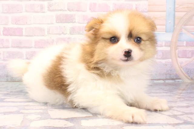 兵庫県のポメラニアン (Coo&RIKU丹波店/2025年10月19日生まれ/女の子/ホワイトレッド)の子犬の2枚目の画像