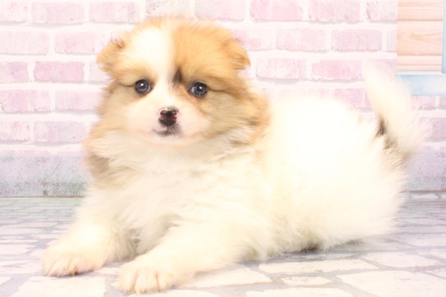 兵庫県のポメラニアン (Coo&RIKU丹波店/2025年10月19日生まれ/女の子/ホワイトレッド)の子犬の3枚目の画像