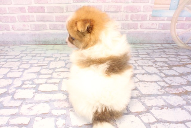 兵庫県のポメラニアン (Coo&RIKU丹波店/2025年10月19日生まれ/女の子/ホワイトレッド)の子犬の4枚目の画像