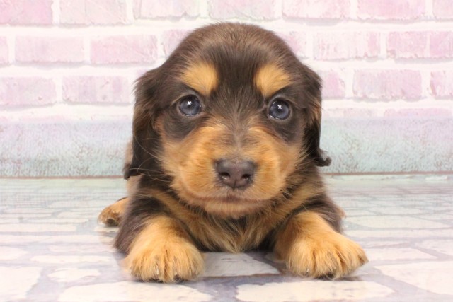 大阪府のミニチュアダックスフンド(ロング) (Coo&RIKU天王寺店/2025年10月18日生まれ/女の子/ブルータン)の子犬の1枚目の画像