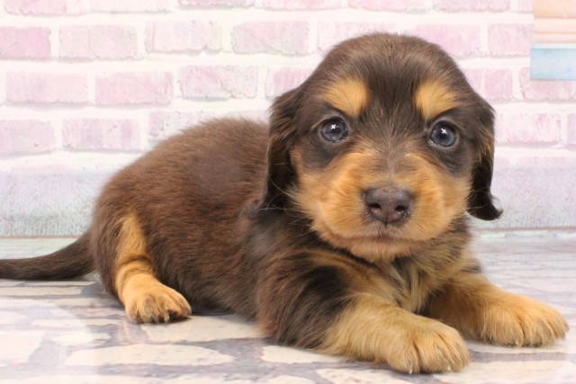 大阪府のミニチュアダックスフンド(ロング) (Coo&RIKU天王寺店/2025年10月18日生まれ/女の子/ブルータン)の子犬の2枚目の画像