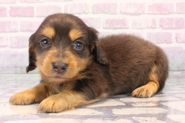 大阪府のミニチュアダックスフンド(ロング) (Coo&RIKU天王寺店/2025年10月18日生まれ/女の子/ブルータン)の子犬の3枚目の画像