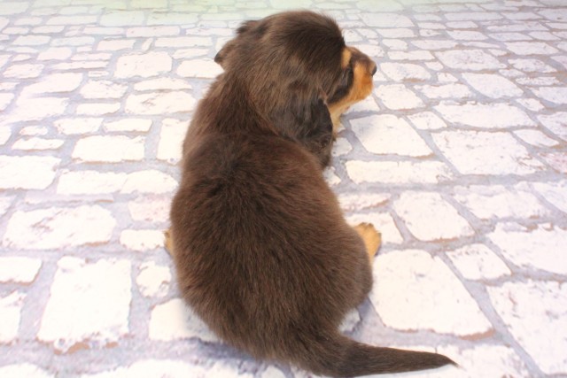 大阪府のミニチュアダックスフンド(ロング) (Coo&RIKU天王寺店/2025年10月18日生まれ/女の子/ブルータン)の子犬の4枚目の画像