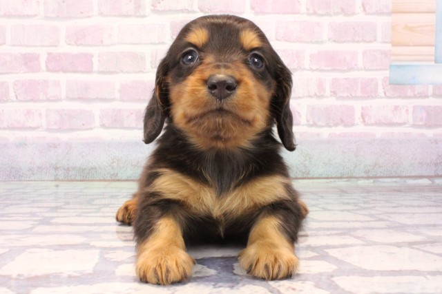 ミニチュア・ダックスフンド