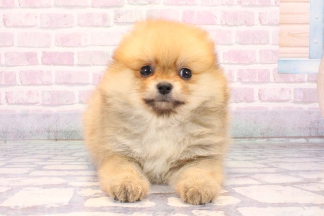 沖縄県のポメラニアン (Coo&RIKU沖縄浦添店/2025年10月18日生まれ/女の子/オレンジ)の子犬の1枚目の画像