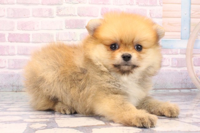 沖縄県のポメラニアン (Coo&RIKU沖縄浦添店/2025年10月18日生まれ/女の子/オレンジ)の子犬の2枚目の画像