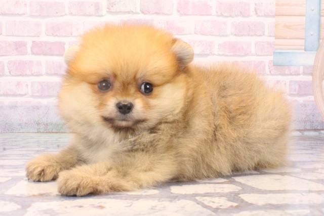沖縄県のポメラニアン (Coo&RIKU沖縄浦添店/2025年10月18日生まれ/女の子/オレンジ)の子犬の3枚目の画像