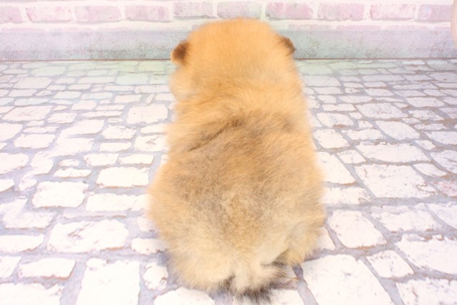 沖縄県のポメラニアン (Coo&RIKU沖縄浦添店/2025年10月18日生まれ/女の子/オレンジ)の子犬の4枚目の画像