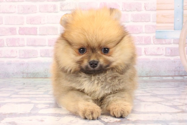 愛媛県のポメラニアン (Coo&RIKU大洲店/2025年10月18日生まれ/女の子/オレンジ)の子犬の1枚目の画像
