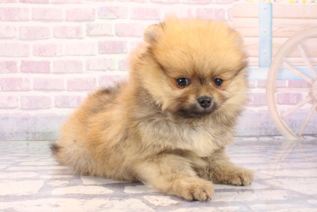 愛媛県のポメラニアン (Coo&RIKU大洲店/2025年10月18日生まれ/女の子/オレンジ)の子犬の2枚目の画像