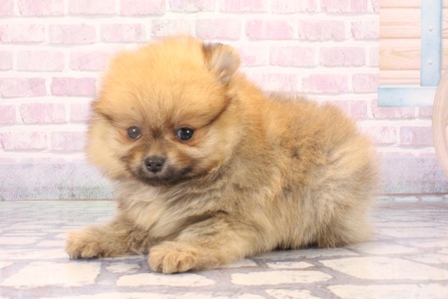 愛媛県のポメラニアン (Coo&RIKU大洲店/2025年10月18日生まれ/女の子/オレンジ)の子犬の3枚目の画像