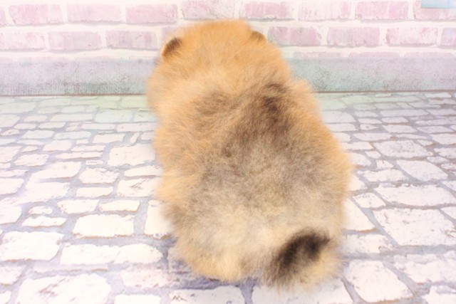 愛媛県のポメラニアン (Coo&RIKU大洲店/2025年10月18日生まれ/女の子/オレンジ)の子犬の4枚目の画像