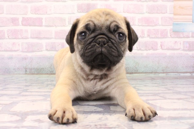 兵庫県のパグ (Coo&RIKU丹波店/2025年10月18日生まれ/女の子/フォーン)の子犬の1枚目の画像