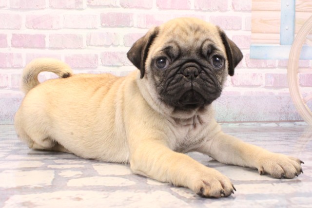 兵庫県のパグ (Coo&RIKU丹波店/2025年10月18日生まれ/女の子/フォーン)の子犬の2枚目の画像