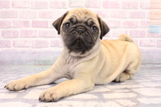 兵庫県のパグ (Coo&RIKU丹波店/2025年10月18日生まれ/女の子/フォーン)の子犬の3枚目の画像