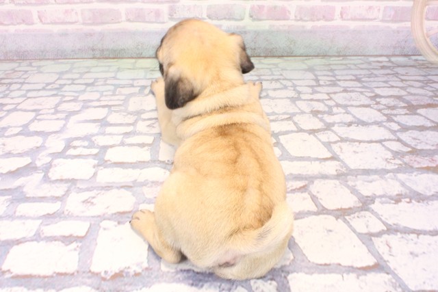 兵庫県のパグ (Coo&RIKU丹波店/2025年10月18日生まれ/女の子/フォーン)の子犬の4枚目の画像