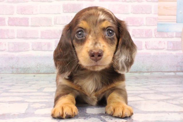 京都府のミニチュアダックスフンド(ロング) (Coo&RIKU京都河原町店/2025年10月17日生まれ/男の子/チョコレートダップル)の子犬の1枚目の画像