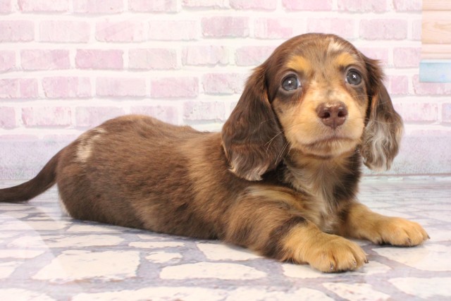 京都府のミニチュアダックスフンド(ロング) (Coo&RIKU京都河原町店/2025年10月17日生まれ/男の子/チョコレートダップル)の子犬の2枚目の画像