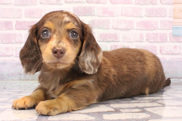 京都府のミニチュアダックスフンド(ロング) (Coo&RIKU京都河原町店/2025年10月17日生まれ/男の子/チョコレートダップル)の子犬の3枚目の画像