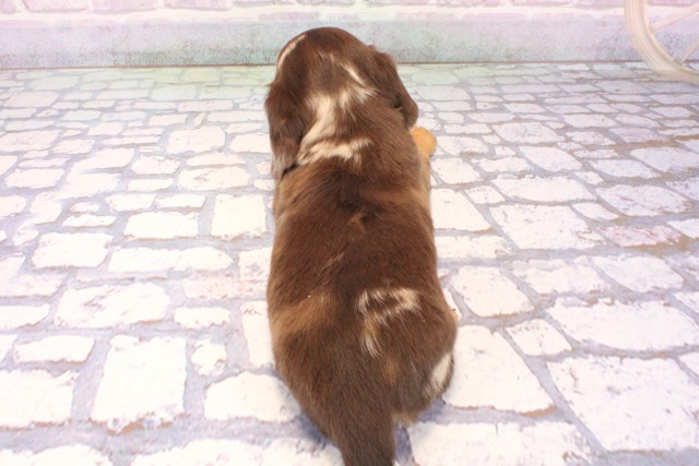 京都府のミニチュアダックスフンド(ロング) (Coo&RIKU京都河原町店/2025年10月17日生まれ/男の子/チョコレートダップル)の子犬の4枚目の画像