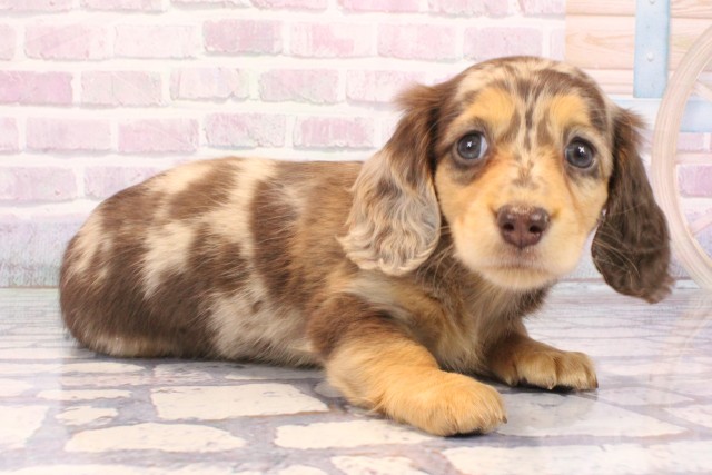 沖縄県のミニチュアダックスフンド(ロング) (Coo&RIKUイオン北谷店/2025年10月17日生まれ/女の子/チョコレートダップル)の子犬の2枚目の画像