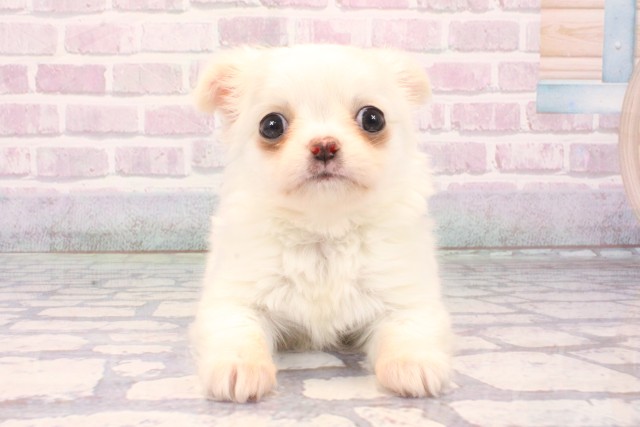 愛媛県のチワワ(ロング) (Coo&RIKU大洲店/2025年10月19日生まれ/男の子/ホワイトクリーム)の子犬の1枚目の画像