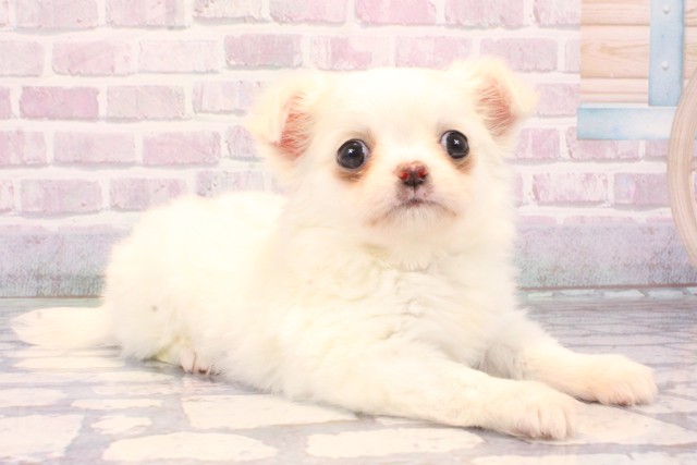 愛媛県のチワワ(ロング) (Coo&RIKU大洲店/2025年10月19日生まれ/男の子/ホワイトクリーム)の子犬の2枚目の画像