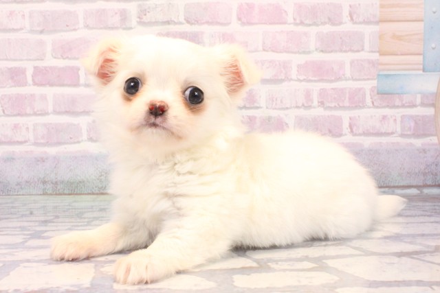 愛媛県のチワワ(ロング) (Coo&RIKU大洲店/2025年10月19日生まれ/男の子/ホワイトクリーム)の子犬の3枚目の画像