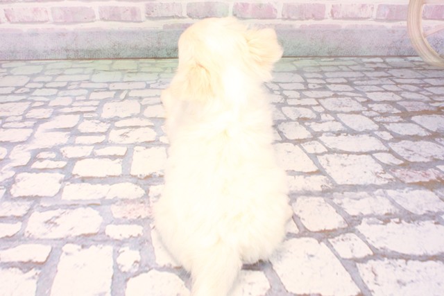 愛媛県のチワワ(ロング) (Coo&RIKU大洲店/2025年10月19日生まれ/男の子/ホワイトクリーム)の子犬の4枚目の画像