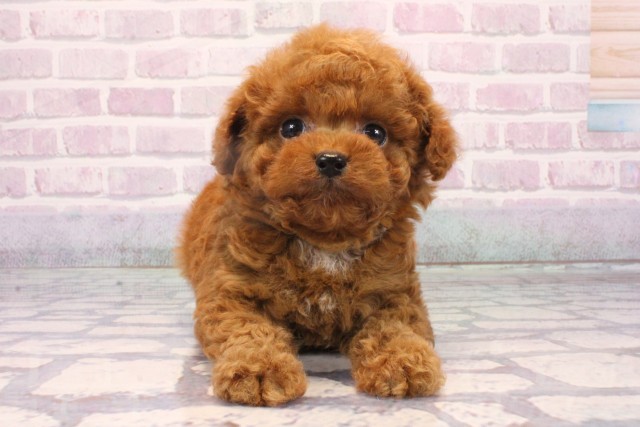 沖縄県のトイプードル(トイ) (Coo&RIKUイオン北谷店/2025年10月19日生まれ/男の子/レッド)の子犬の1枚目の画像