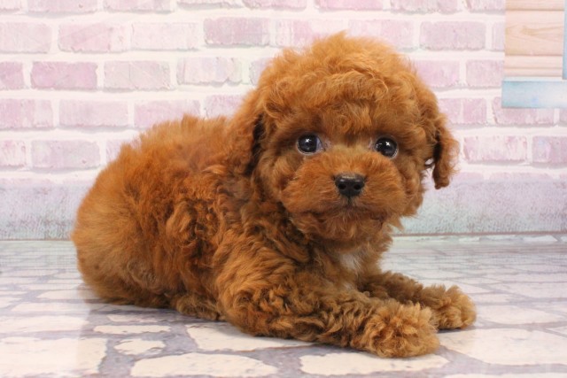 沖縄県のトイプードル(トイ) (Coo&RIKUイオン北谷店/2025年10月19日生まれ/男の子/レッド)の子犬の2枚目の画像