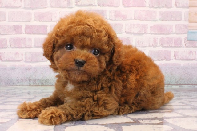 沖縄県のトイプードル(トイ) (Coo&RIKUイオン北谷店/2025年10月19日生まれ/男の子/レッド)の子犬の3枚目の画像