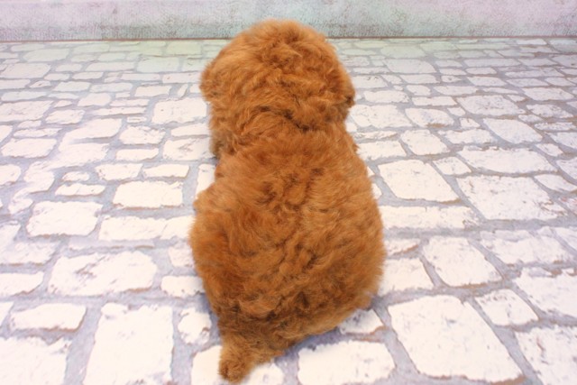 沖縄県のトイプードル(トイ) (Coo&RIKUイオン北谷店/2025年10月19日生まれ/男の子/レッド)の子犬の4枚目の画像