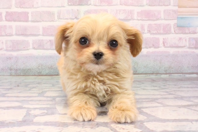 沖縄県のチワプー/プーチー(チワワ×プードル) (Coo&RIKU沖縄浦添店/2025年10月17日生まれ/男の子/クリーム)の子犬の1枚目の画像