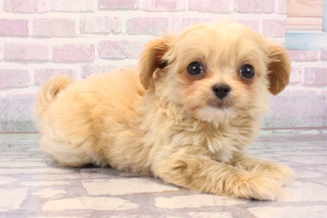 沖縄県のチワプー/プーチー(チワワ×プードル) (Coo&RIKU沖縄浦添店/2025年10月17日生まれ/男の子/クリーム)の子犬の2枚目の画像