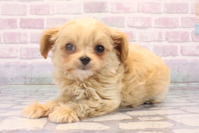 沖縄県のチワプー/プーチー(チワワ×プードル) (Coo&RIKU沖縄浦添店/2025年10月17日生まれ/男の子/クリーム)の子犬の3枚目の画像