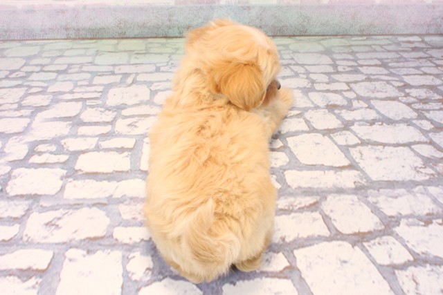 沖縄県のチワプー/プーチー(チワワ×プードル) (Coo&RIKU沖縄浦添店/2025年10月17日生まれ/男の子/クリーム)の子犬の4枚目の画像